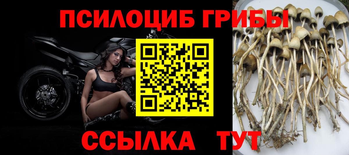 Псилоцибиновые грибы мицелий Ефремов